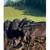 12 Black Heifers/3 Steer 8 thumbnail
