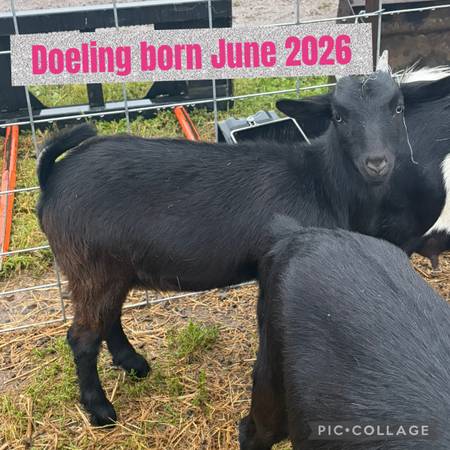 Doeling Goat Kids 1