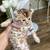 F3 Savannah lynx jungle cat kittens 1 thumbnail
