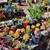 San Pedro Cactus, Succulents, plants, Bird houses, Plant boxes & more 7 thumbnail