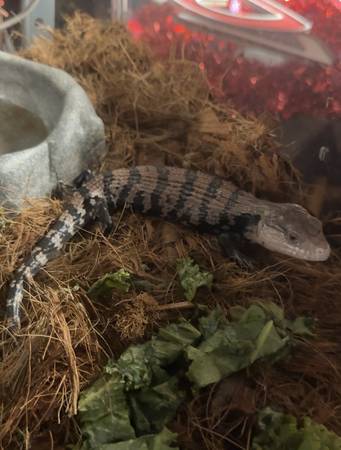 lizards for rehoming64177135482242123