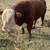 Hereford Bull 1 thumbnail