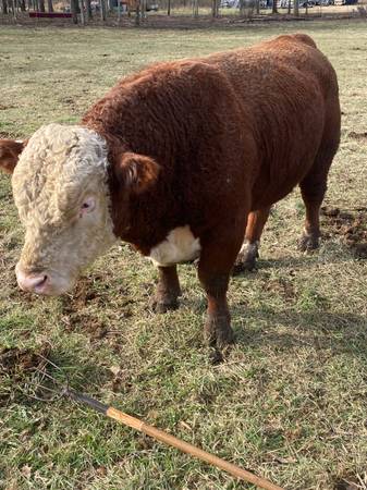 Hereford Bull 1