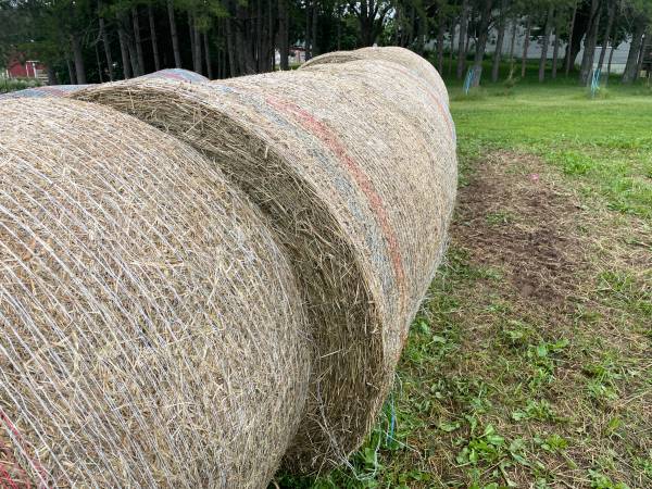 2025 Horse & Cow Hay 1