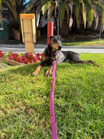 Rehoming our doberman63894602665090120
