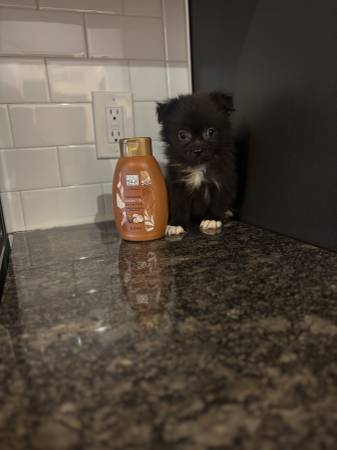 Rehoming toy Poms (Arlington)63959230551554121