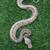 Sandblast pos het pied ball python 3 thumbnail