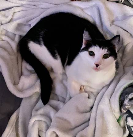 Missing cat 1