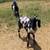 Nubian goat bucks for sale! 2 thumbnail