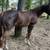 Horse Transformations 2 thumbnail