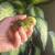 Cackatiels..parakeets..love birds 9 thumbnail