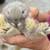 Angora Rabbits 9 thumbnail