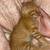 Free barn kitten 3 thumbnail