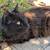 Cute cat in need of home 2 thumbnail