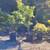Japanese Maples, Cedar Hedge trees, Pecan, Topiary Evergreen 10 thumbnail