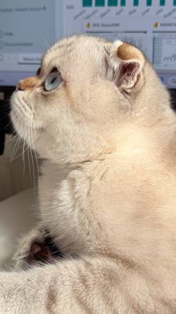 Scottish Fold Cat - male 1