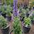 Salvia 3 thumbnail