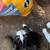 Lil dude(female cat)needs loving home 3 thumbnail