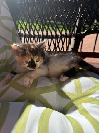 Female calico kitten - 9 weeks old 1