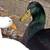 Pekin and Cayuga hens and drakes ducks 2 thumbnail