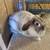 Holland Lop Rabbit 1 thumbnail