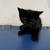 kittens 8 thumbnail