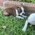 Red Boston Terrier Puppies 3 thumbnail