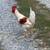 Rooster 2 thumbnail
