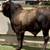 Golden Certified F1 Braford Bull Sale or Lease 1 thumbnail