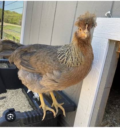 Pullets 14-16 weeks old 1