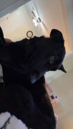 German Shepard 1
