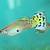 Guppies 1 thumbnail
