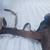 Horse Saddle/Rough/Needs TLC Cleanup 6 thumbnail