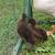 Black/brown ducklings 1 thumbnail