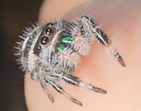 Regal Jumping Spiders for Adoption!63679621891587122