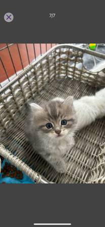 Ragdoll kittens (Snohomish)63870900706819123
