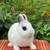 Young Netherland dwarf rabbits 5 thumbnail