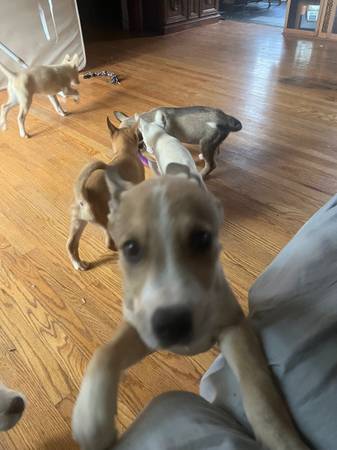 Needing furever homes (Johnson City)63996886307203120