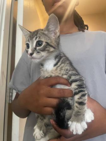 2 Kittens Left - 1 Calico and 1 Tabby64050549941379123