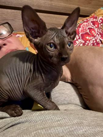 Sphynx (Tulare)63963774129922120