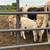 Beef Calves 3 thumbnail