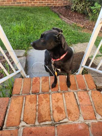 Free dog (Johnson City)