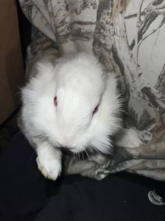 Male Lionhead 1