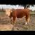 Miniature hereford 1 thumbnail