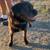 Adopt Macho! 3 thumbnail