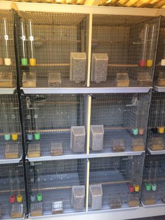 Cages for Canaries (Marina)64009563758467122