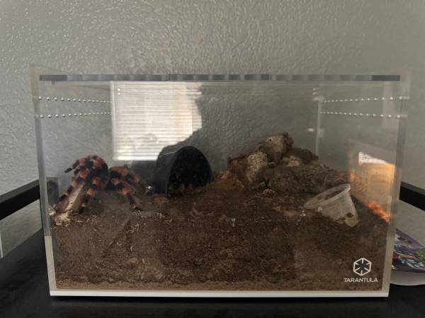 Tarantula & Tarantula Cribs63907185215362120