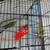 4 yellow parakeet males 2 thumbnail