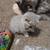 One Kitten Left Available! 60% off!! British Shorthair! 1 thumbnail