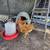 Pullets and roosters 2 thumbnail